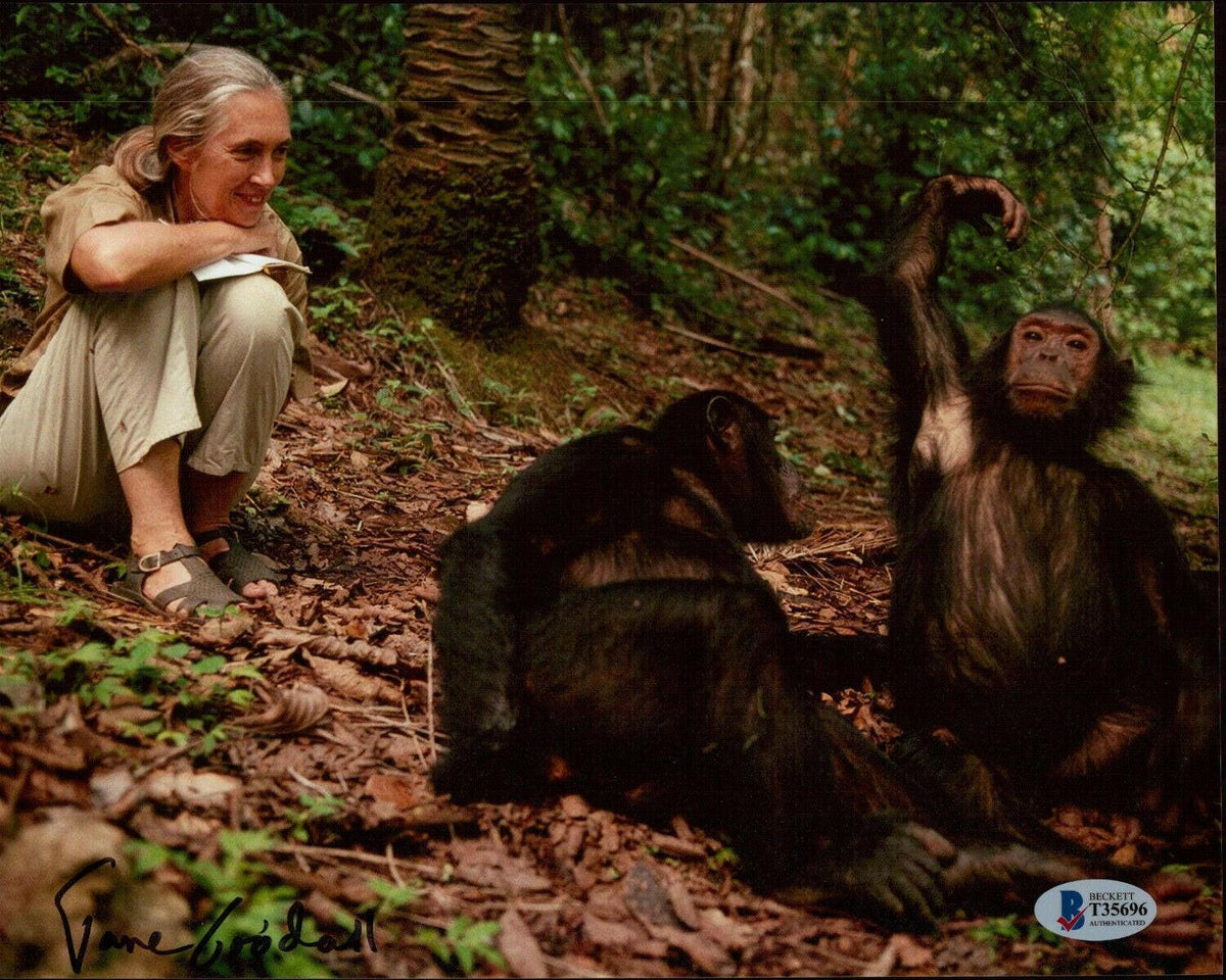 Jane Goodall autographed 8x10 photo with Chimpanzees BAS - AutographsForSale.com
