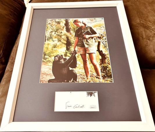 Framed Jane Goodall autograph photo with chimpanzee, authentic signed wildlife memorabilia